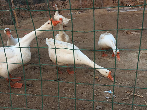 养殖围栏网图片2