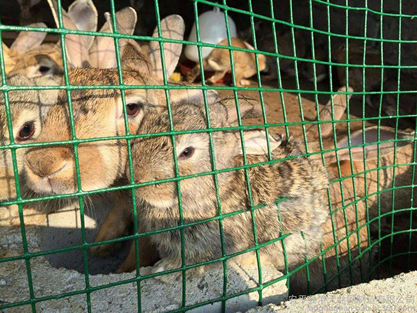 养殖围栏网图片3